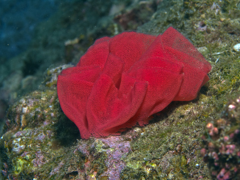 Nudibranch, Dugon Wall